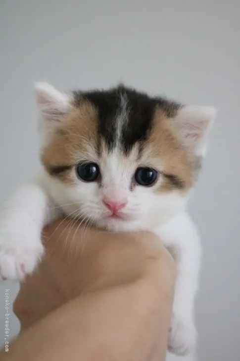 ID:2108-02437の子猫