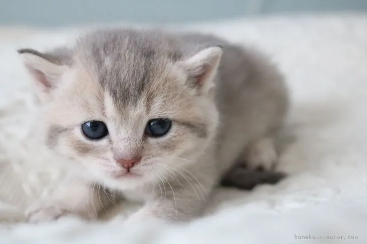 ID:1902-00611の子猫