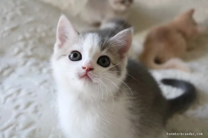 ID：1901-01227の子猫