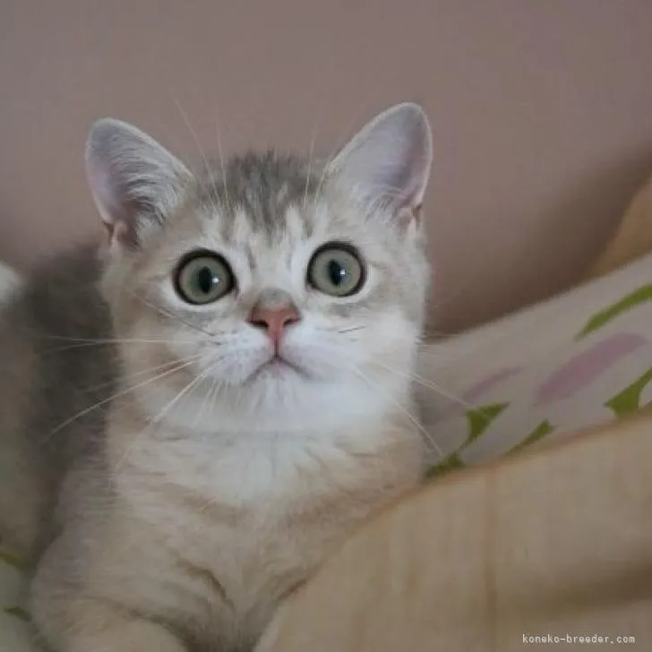 ID:2208-02260の子猫