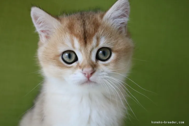 ID:1901-01133の子猫