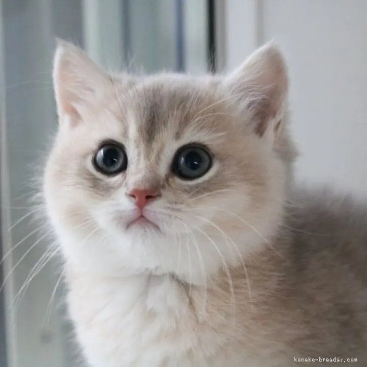 ID:2303-00775の子猫