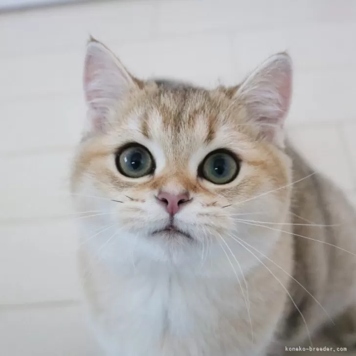 ID:2406-02245の子猫