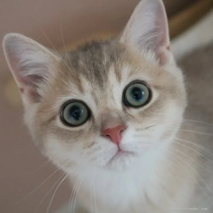 ID：2302-02058の子猫