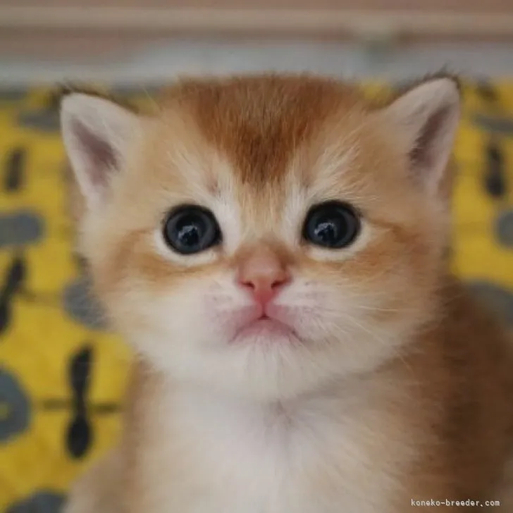 ID:2304-00549の子猫