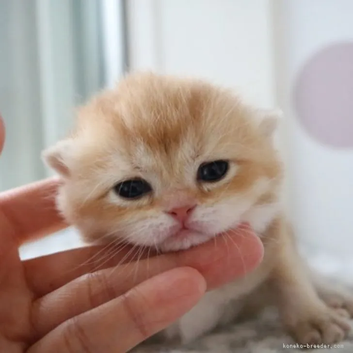 ID:2304-00599の子猫