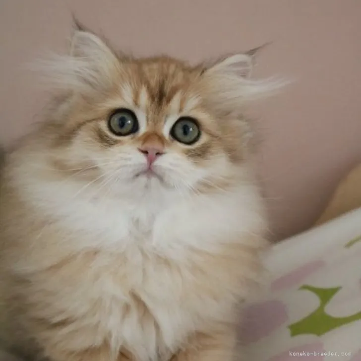C.W 様のお迎えした子猫