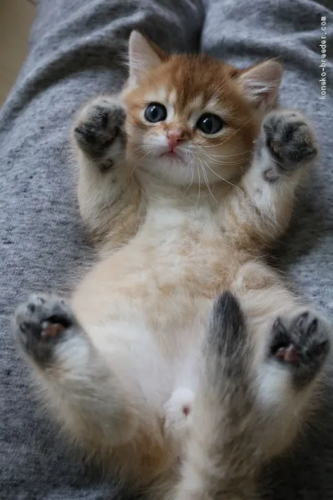 ID:2004-01281の子猫