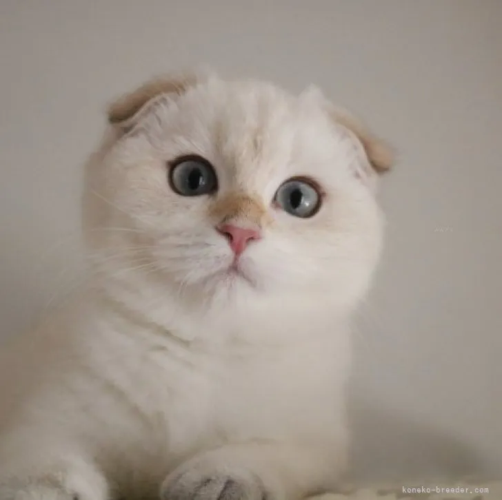 ID:2308-01487の子猫