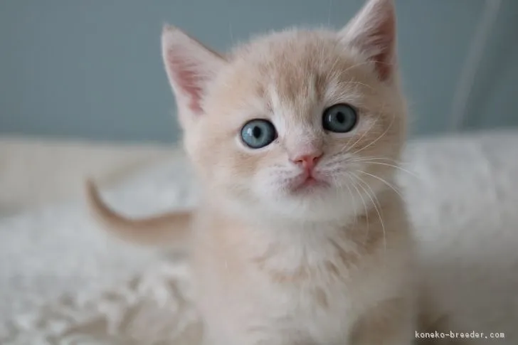 ID：1901-01228の子猫