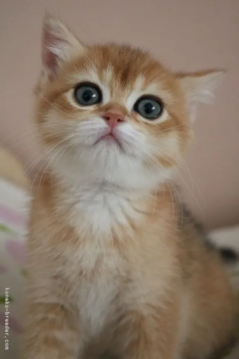 ID：2204-01107の子猫