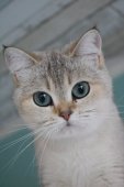 ブリティッシュショートヘア【・女の子・2019年10月18日・シールミンクゴールデンシェーデッド】「アクアの瞳が宝石のように美しいです(*^^*)」