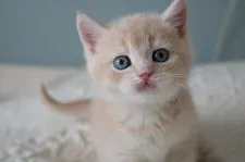 ブリティッシュショートヘア【愛知県・男の子・2019年1月14日・クリームシルバー(カメオ)シェーデッド】の写真1「2/21撮影　優しいカラーのイケメンくん♡」