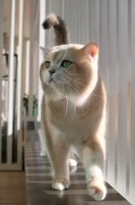 ブリティッシュショートヘア【・男の子・2018年6月8日・ブルーゴールデンチンチラ】「バルコニーで過ごすのが好きです♪」