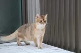 ブリティッシュショートヘア【愛知県・男の子・2023年11月4日・ブラックゴールデンシェーデッド】の写真3「バルコニーデビュー♪」