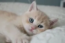 ブリティッシュショートヘア【愛知県・男の子・2019年1月14日・クリームシルバー(カメオ)シェーデッド】の写真3「目色はブルーの予感♡」