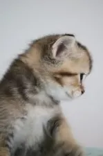 スコティッシュフォールド(立ち耳)【愛知県・女の子・2021年8月7日・ブラウンティックドタビー】の写真3「ヘッドの形がとてもキレイです♪」