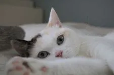 ブリティッシュショートヘア【愛知県・男の子・2019年10月17日・レッドシルバータビー】の写真4「ママ猫のクロエ♪」