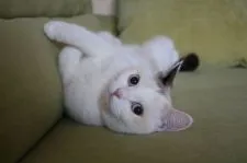 ブリティッシュショートヘア【愛知県・男の子・2019年1月14日・クリームシルバー(カメオ)シェーデッド】の写真4「ママ猫のクロエ♪」