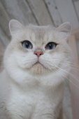 ブリティッシュショートヘア【・男の子・2020年4月25日・ブルーゴールデンシェーデッドポイント】「丸いお顔( *´艸｀)」