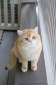 ブリティッシュショートヘア【・男の子・2020年5月1日・チョコレートゴールデンチンチラ】「かわいいお顔です♪」