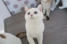 スコティッシュストレート【愛知県・女の子・2025年7月15日・チョコレートゴールデンシェーデッド&ホワイト】の写真8