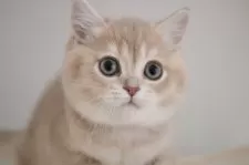 ブリティッシュショートヘア【愛知県・男の子・2025年11月17日・ライラックゴールデンシェーデッド】の写真6