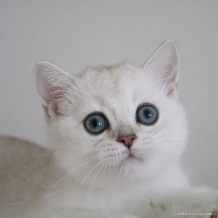 ID：2506-03531の子猫