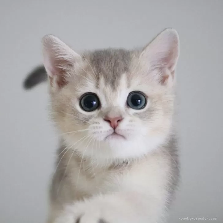 ID:2505-00177の子猫