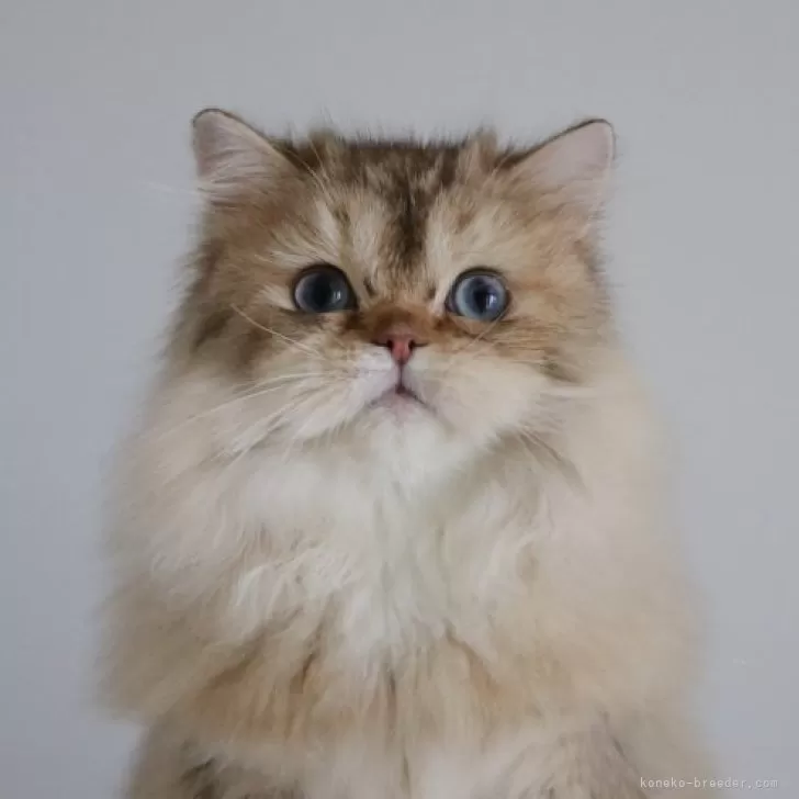 ID:2410-02072の子猫