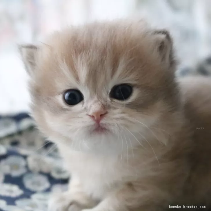 スコティッシュストレート【愛知県・男の子・2025年11月2日・ブルーゴールデンシェーデッド(ロングヘア)】の写真1「すでにかなりガタイがいいです♪」