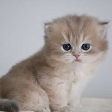 スコティッシュストレート【愛知県・男の子・2025年11月2日・ブルーゴールデンシェーデッド(ロングヘア)】の写真「激かわ♪間違いない美形の男の子」