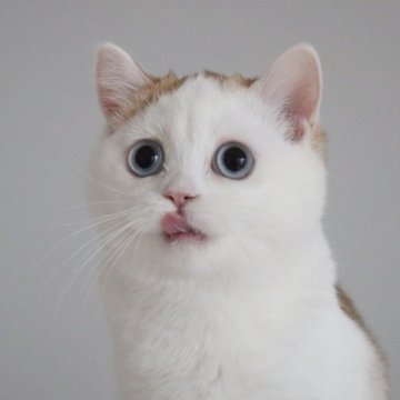 スコティッシュストレート【愛知県・女の子・2025年7月15日・チョコレートゴールデンシェーデッド&ホワイト】の写真「青い目のかわいい女の子♪当日お迎え可能」