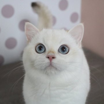 ブリティッシュショートヘア【愛知県・女の子・2025年6月1日・シールゴールデンチンチラポイント】の写真「ママ似の美人(*^^*)当日お迎え可能」