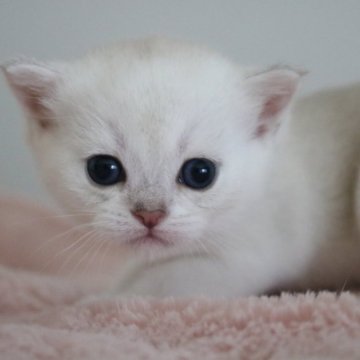 ブリティッシュショートヘア【愛知県・女の子・2025年6月1日・シールシルバーミンクシェーデッド】の写真「大変めずらしいカラーです(*^^*)」