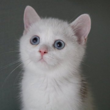 スコティッシュストレート【愛知県・男の子・2025年7月15日・チョコレートティックドタビー&ホワイト】の写真「ブルーの瞳♪見学と同時にお迎え可能です♪」