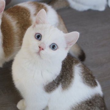 スコティッシュストレート【愛知県・男の子・2025年7月15日・チョコレートティックドタビー&ホワイト】の写真「ブルーの瞳♪見学と同時にお迎え可能です♪」