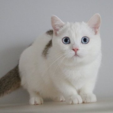 スコティッシュストレート【愛知県・男の子・2025年7月15日・チョコレートティックドタビー&ホワイト】の写真「ブルーの瞳♪見学と同時にお迎え可能です♪」