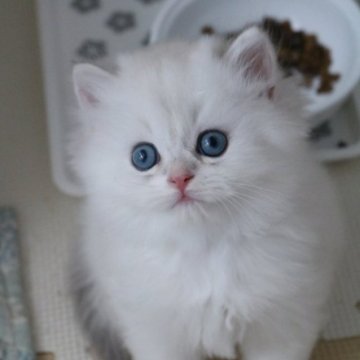 ブリティッシュショートヘア【愛知県・男の子・2025年6月1日・ブルーシルバーミンクシェーデッド(ロングヘア)】の写真「大変めずらしいカラーです(*^^*)」