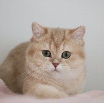 ブリティッシュショートヘア【愛知県・女の子・2024年10月30日・ライラックゴールデンシェーデッド】の写真「コロコロ可愛い女の子♪見学と同時にお迎え可能」