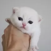 ブリティッシュショートヘア