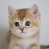 ブリティッシュショートヘア