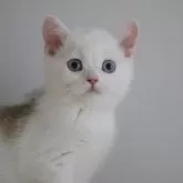 スコティッシュストレート