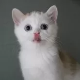 スコティッシュストレート