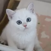 ブリティッシュショートヘア