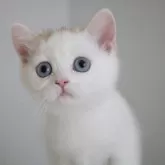 スコティッシュストレート