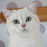 ブリティッシュショートヘア