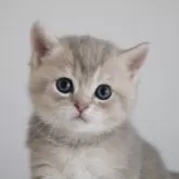 ブリティッシュショートヘア