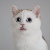 スコティッシュストレート