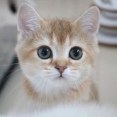 ブリティッシュショートヘア